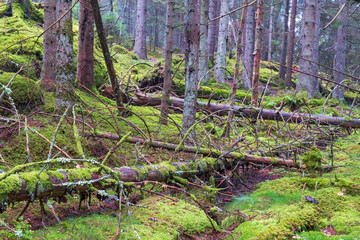 Natural forest with fallen trees and green moss