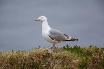 Obraz premium European Herring gull (Larus argentatus) standing in grass 