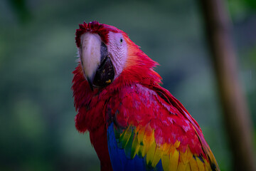 Colorfull birds of Costa Rica, Red parrot