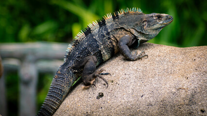 Costa Rican predator, close up photo, animals of our country, Alligator