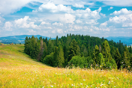 forest on the meadow beneath a clouds on the sky. beautiful outdoor background of carpathian countryside in summer