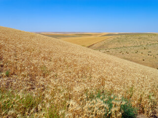 Fototapeta na wymiar Wheat fields on the rolling hills of the Palouse Region in south