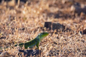 The ocellated lizard, Timon lepidus, in the field.