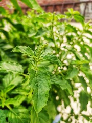 Basil (Tulsi) Plant