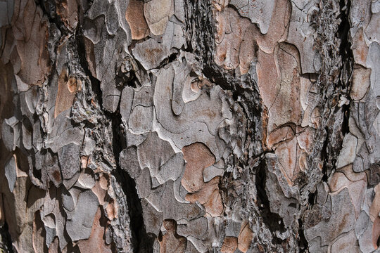Close-up of tree bark, background texture of the trunk of a pine