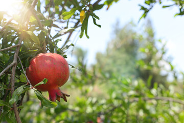 Fresh pomegranate tree. jewish New Year holiday background.
