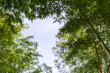 In the bamboo forest, I looked up at the whole piece of bamboo