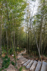 Fototapeta premium There are many bamboos in the bamboo forest. There is a road leading to the distance