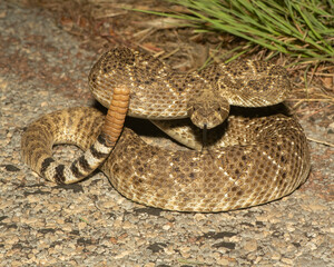 Obraz premium Wester Diamondback Rattlesnake