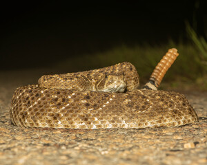 Wester Diamondback Rattlesnake