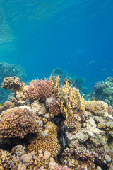 Fototapeta na wymiar Colorful coral reef at the bottom of tropical sea, hard and soft corals, underwater landscape