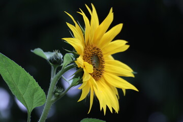 Close up of a beautiful sunflower in the garden at summer time