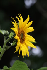Close up of a beautiful sunflower in the garden at summer time