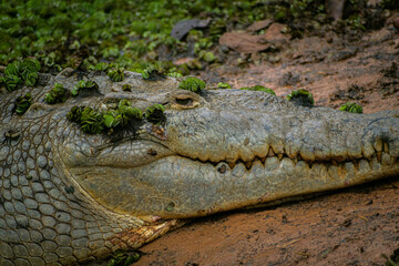 Alligator, Costa Rican wildlife, dangerous animal