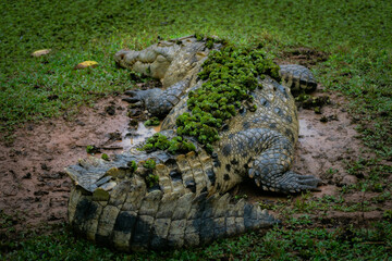 Alligator, Costa Rican wildlife, dangerous animal