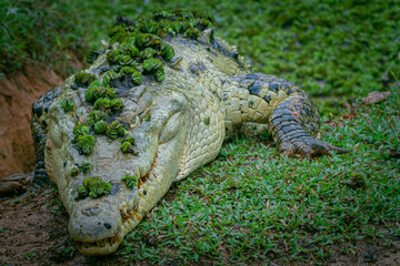 Alligator, Costa Rican wildlife, dangerous animal