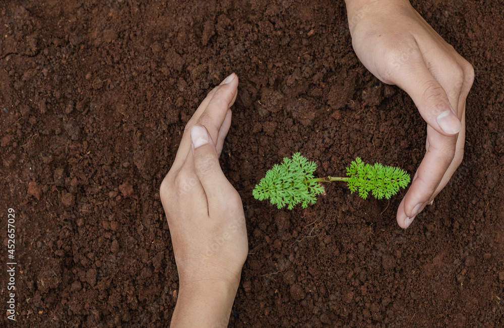 Wall mural Children hands was gently encircled.Seedlings are growing from abundant soil.