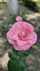 pink rose in garden