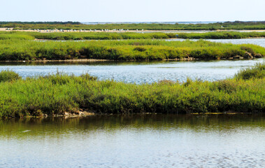 Beautiful Manga del Mar Menor wetlands