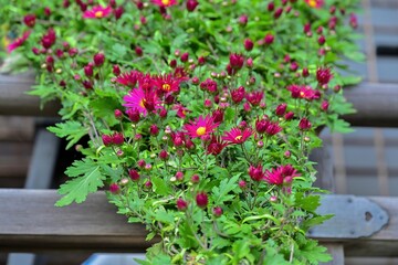 きれいに咲き始めた赤紫の小菊の花