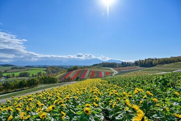 満開のヒマワリと富良野の丘のコラボ情景＠北海道