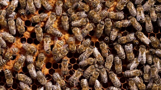 Bees infected with varroatosis. Parasite on honey bees. Varroa mite - insect pest. Apis mellifera seal honeycomb in apiary. Concept of apiculture, beehive.