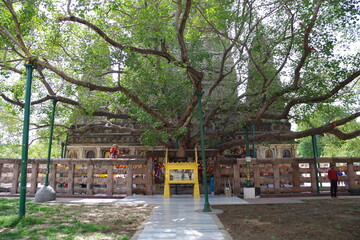 仏教八大聖地　世界遺産ブッダガヤの大菩提寺