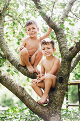 Two twins kids boys with dirty and scratched legs enjoying climbing on tree on summer day. - 452659055