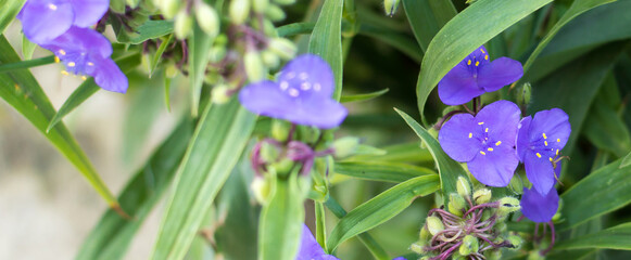 little blue flowers blooming in green leaves, close-up