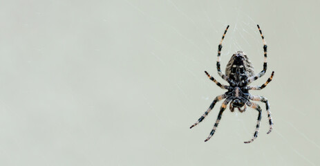 garden-spider sits on the web on a light background, close-up