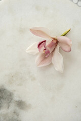 Obraz na płótnie Canvas Pink flower bud on white round marble stone background. Minimalist aesthetic floral flat lay, top view concept