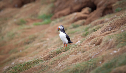 Puffin with sandeels on Iceland