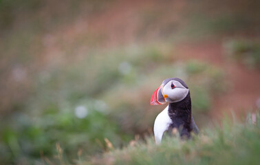The atlantic puffin lives on the ocean and comes for nesting and breeding to the shore. They are seen in big numbers on Iceland