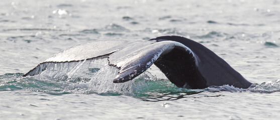 Humpback whale on Iceland