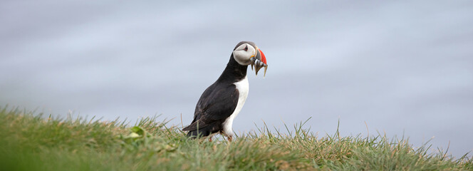 Puffin with sandeels on Iceland