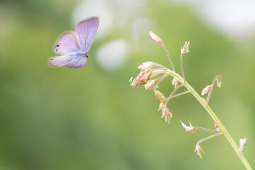 butterfly on a flower