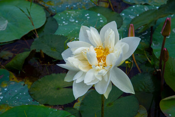 Nature photography -  white lotus flower with green leaves, The photography of a Beautiful white lotus, The white Lotus flower