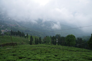インド　ダージリンの茶畑