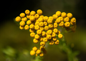 a close-up with a flower of Tanacetum vulgare