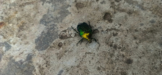 a brown and green beetle with small paws on gray concrete