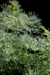 dew drops on green dill as background