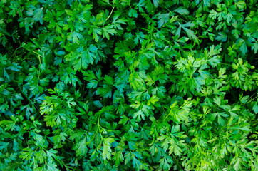 Parsley grows in the garden. It is grown outdoors in the garden area. Green background of parsley leaves, top view close-up, Parsley or garden parsley (Petroselinum crispum), edible, medicinal plant