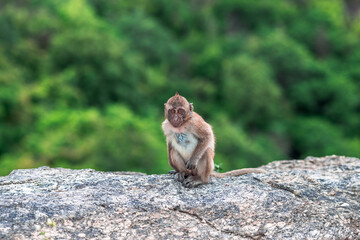 Close-up background view of wild animals (monkeys), high mountain dwellings, live in fast moving groups, some species are preserved in the zoo for people to visit.
