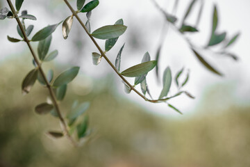 Nahaufnahme von Olivenzweigen 