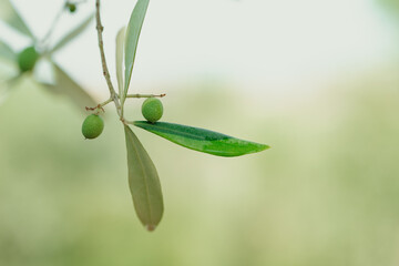 Nahaufnahme von Olivenzweigen 