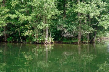 View of the forest lake. Beautiful reflection of trees in the water. Mid summer. July.