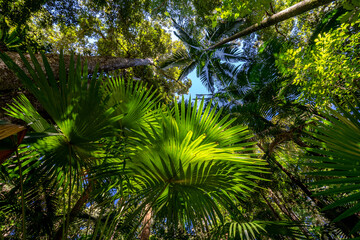 Lush green rainforest in Eungella National Park, Queensland, Australia