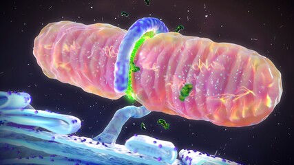 Mitochondrial fission