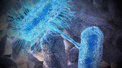 Bacterial conjugation