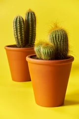 Glasschilderij Cactus in pot cactus, cactussen, sappig, plant, bloem